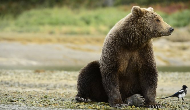 L'ours en moi