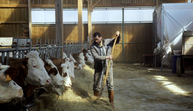 Cyrille, agriculteur, 30 ans, 20 vaches, du lait, du beurre, des dettes