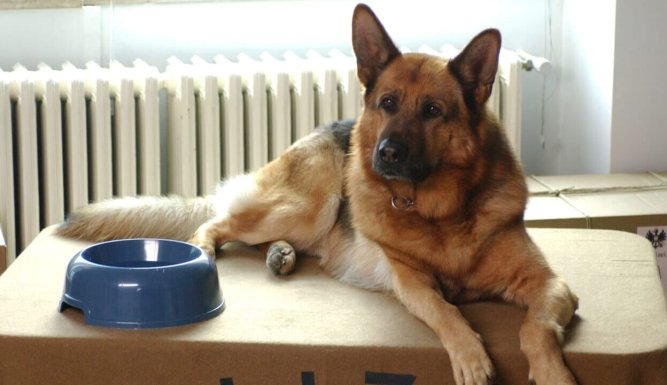 Rex, chien flic