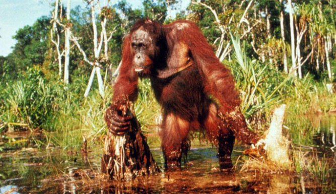 Le peuple singe