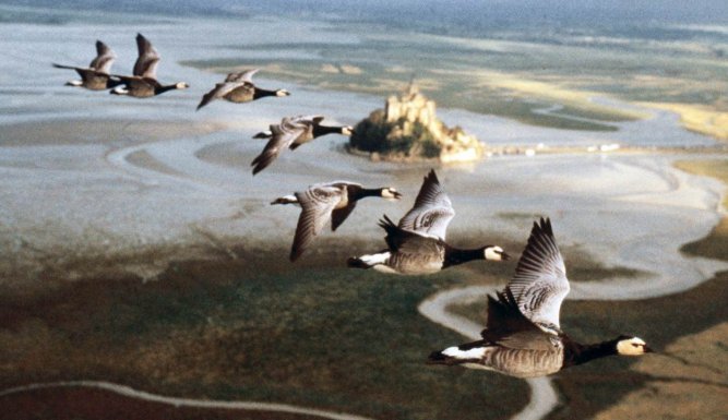 Le peuple migrateur