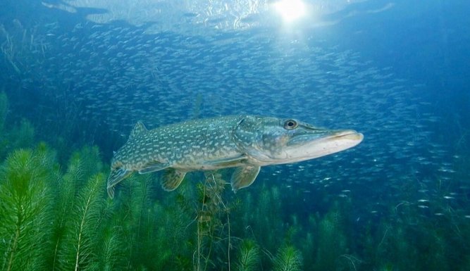 Le fleuve invisible : Un trésor sous la plaine du Rhin
