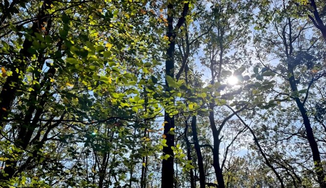 Forêts françaises en quête d'avenir