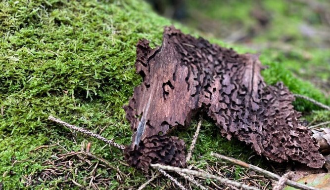 Forêts françaises, en quête d'avenir