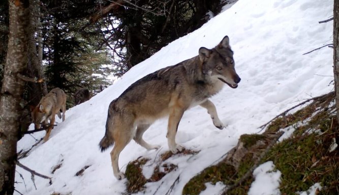 Vivre avec les loups