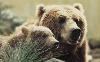 L'ours