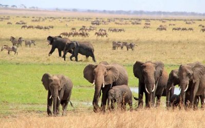 African Safari 3D