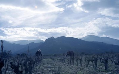Wine Calling : le vin se lève !