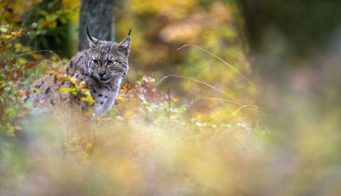 Lynx