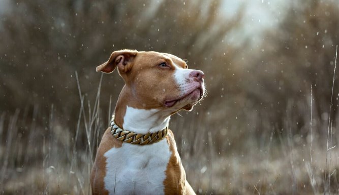 Chien de la casse