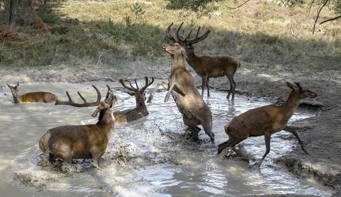 Le monde secret des animaux