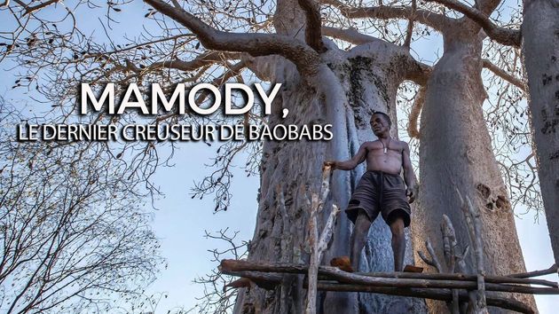 Mamody, le dernier creuseur de baobabs