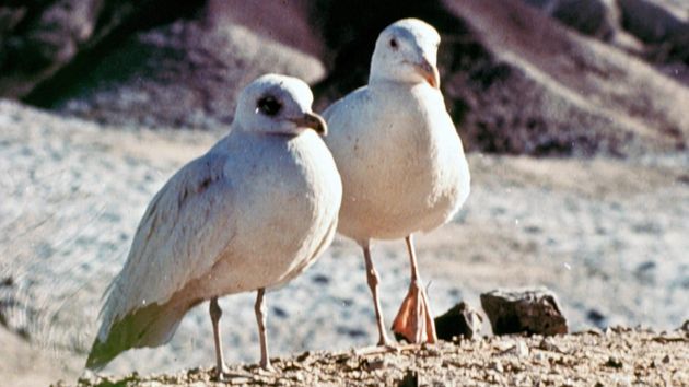 Jonathan Livingston Le Goéland
