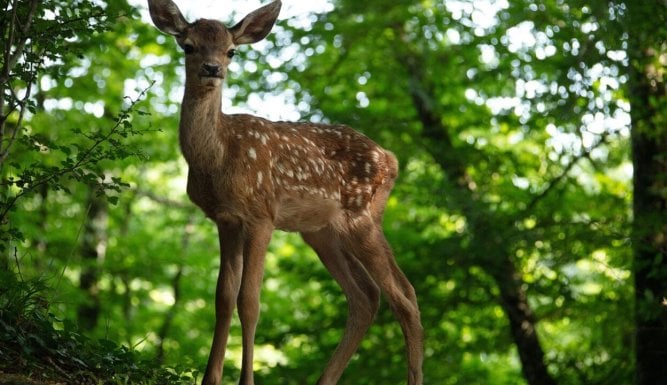 Bambi, l'histoire d'une vie dans les bois