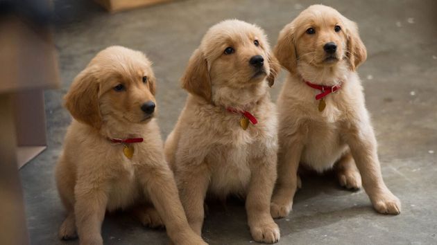 Six chiens sinon rien